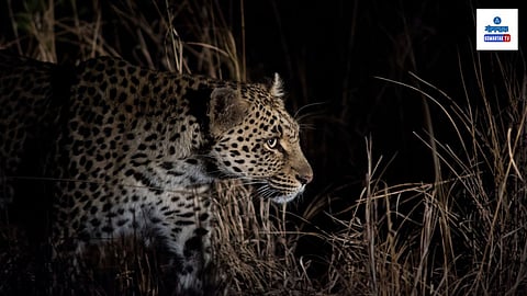 Leopard In Goa