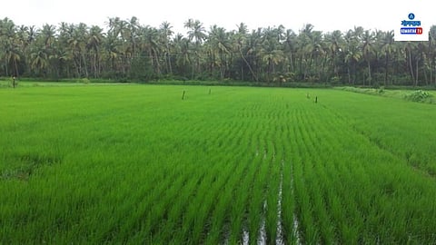 Nature of Goa: सफर गोव्याची! निसर्गाची लालित्यवान कांती; तरवळे ओहोळाच्या पाण्यावर पोसलेली बागायती शेती 
