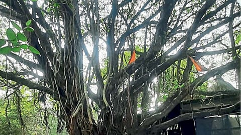 Porvorim: पर्वरीतील वृक्ष स्थानांतर प्रक्रिया अयोग्य! ‘डॉक्टर ट्री’ अहवालावर मोदींची टिप्पणी 