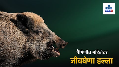 wild boar attack in Goa