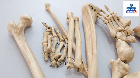 Human Bones (Representative Image)