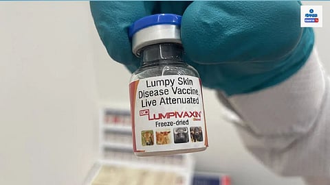Lumpy Virus Vaccine: अखेर लिम्पी रोगाच्या लसीला मान्यता, परदेशी लसींवरील भारताचे अवलंबित्व संपणार; लवकरच होणार उपलब्ध 