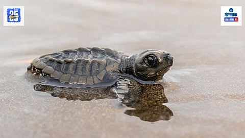 Morjim Tembwada Turtle Nesting