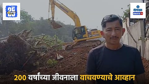 Porvorim Banyan Tree Relocation Risk