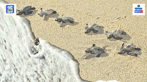 Olive Ridley Conservation