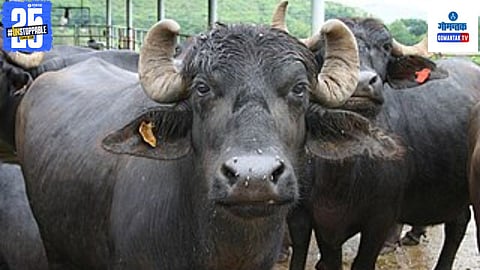 Buffalo 