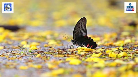 Golden Shower, Butterfly