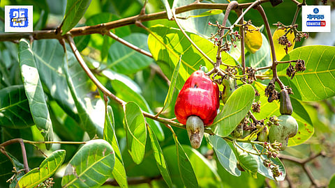 Cashew Season