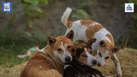 Stray Dogs Issue