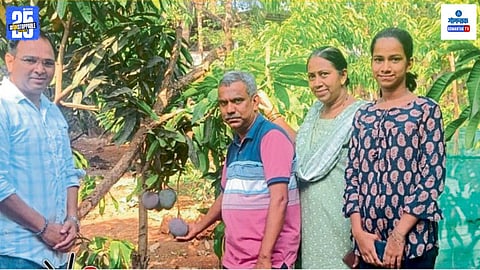 Miyazaki Mango In Goa