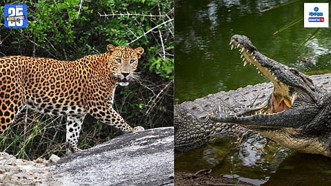 Wildlife Survey