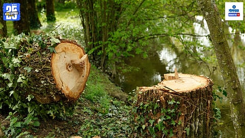  forests Decline