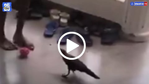 Viral Video