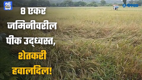 farmer loss due to rain