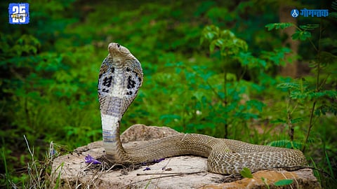 Goa wildlife rescue
