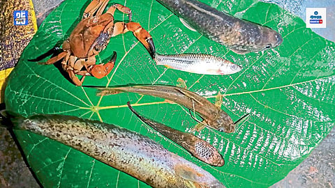 Goan monsoon fish species