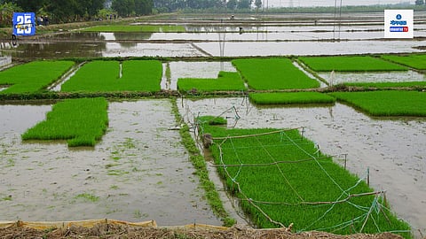 Goa rice crop damage compensation