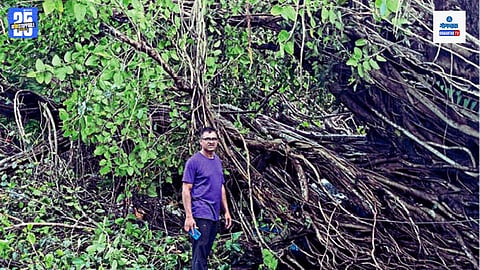 Rumad Pali Goa old banyan tree collapsed