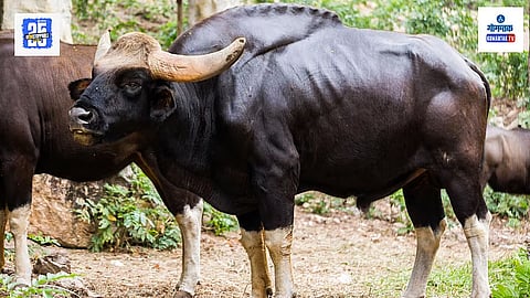 Bison Attack Goa