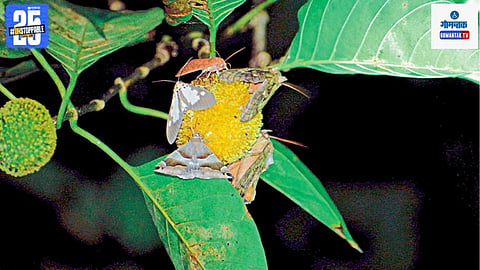 Moths and butterflies in Goa