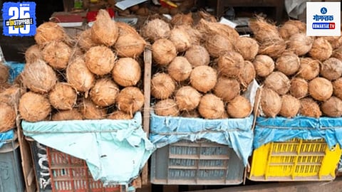 Goa Coconut  Price