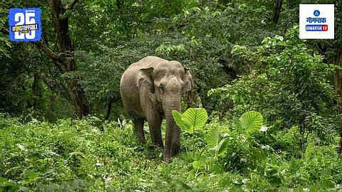 Elephant
