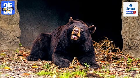 Bear Attacks