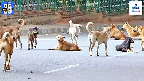 stray dogs vaccination