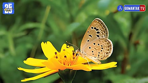 Butterfly