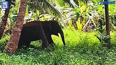 Omkar Elephant