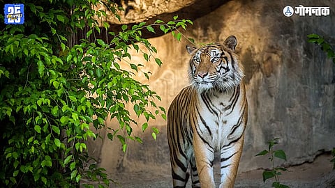 Tiger Reserve Goa