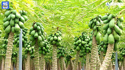 Papaya Cultivation Goa