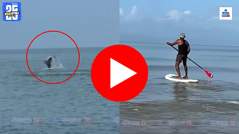 goa benaulim beach dolphin video