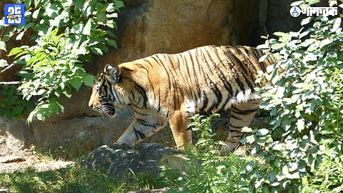 Goa Tiger News