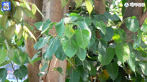 Pimpal Tree History
