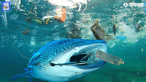 Fish Pollution Goa