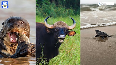 Goa Nature Conference 2026