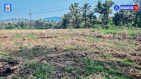 Mayem Farming