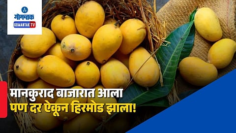Mankurad Mango