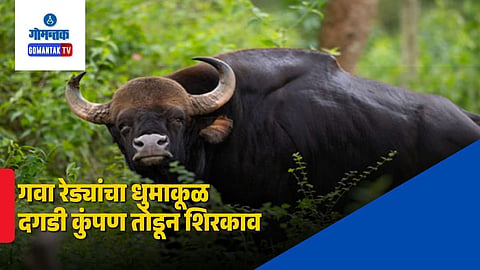 Bison In Goa