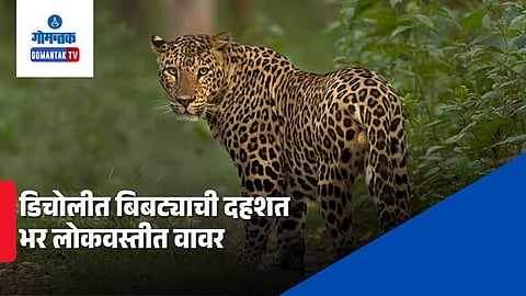 Leopard In Goa