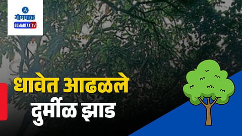 valpoi sattari dhave bibati trees