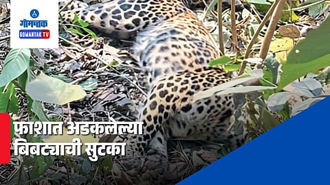 Leopard In Goa