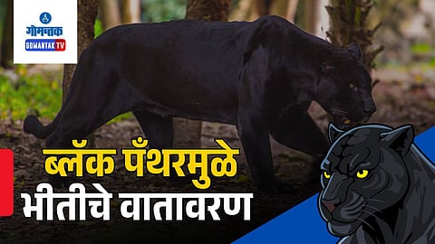 Black Panther Goa