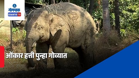 Omkar Elephant