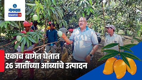 Mango Farming Goa
