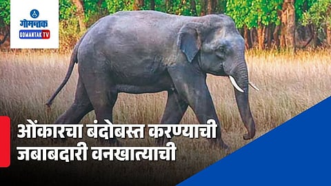 Omkar Elephant