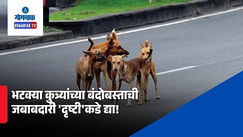 Stray Dogs
