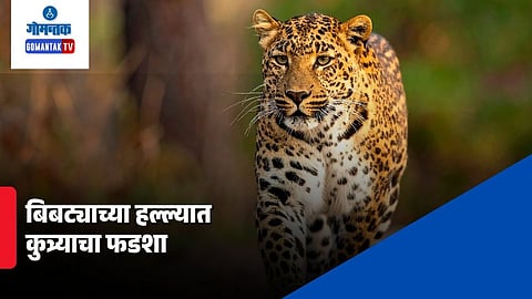 Leopard attack