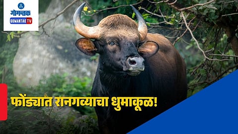 Bison Attack In Ponda